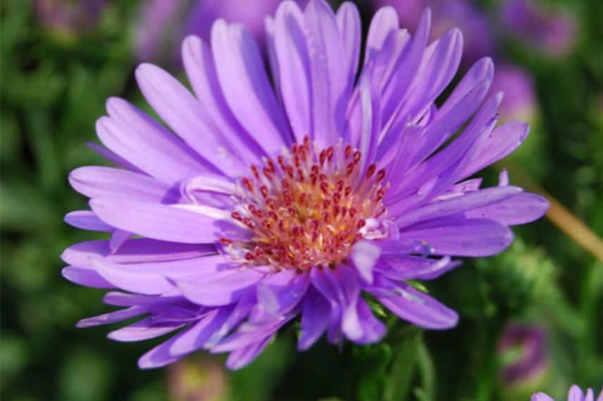 aster d'automne