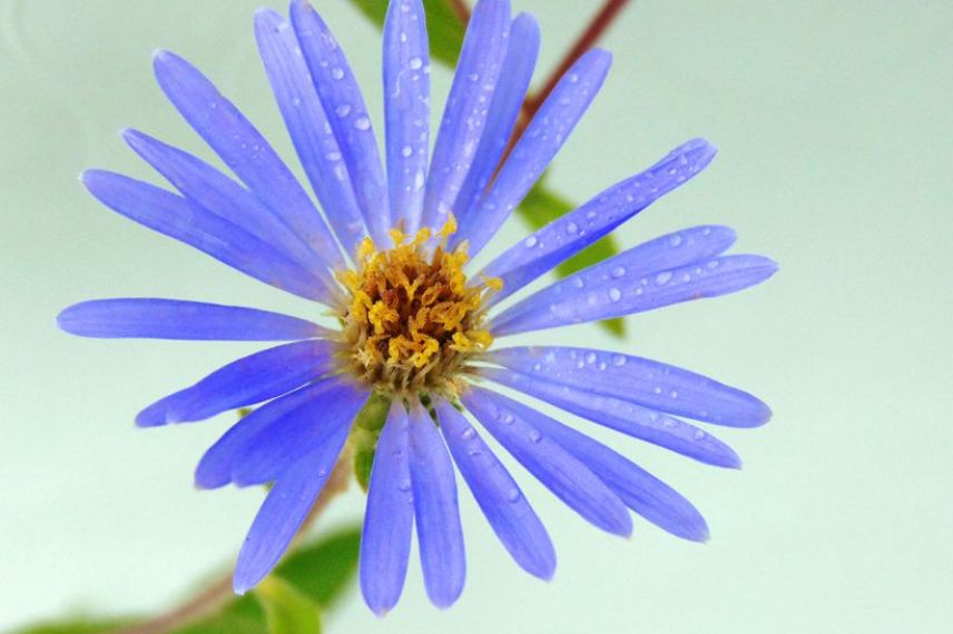 fleur à bouquet