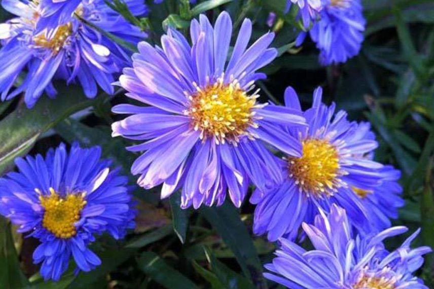 aster bleu