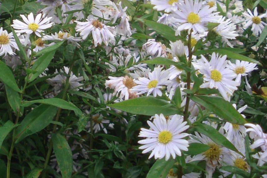 fleurs à bouquet