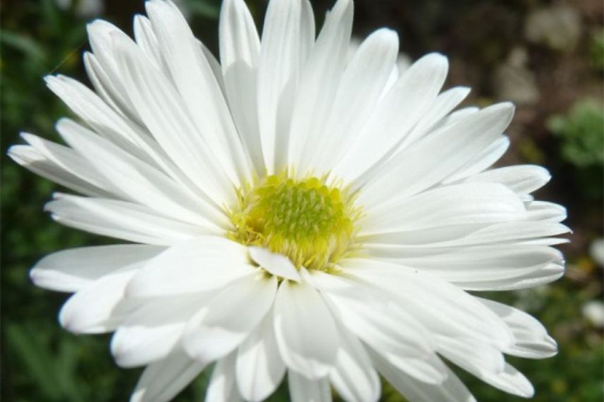 fleurs de marguerite