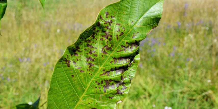 Anthracnose