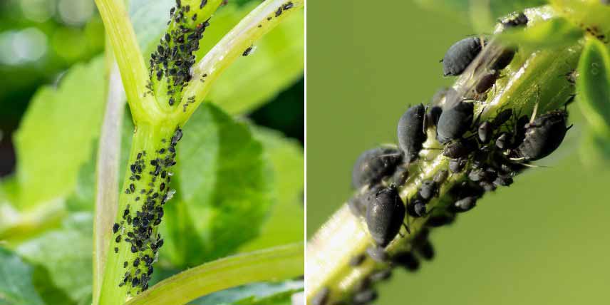 Une colonie de pucerons noirs