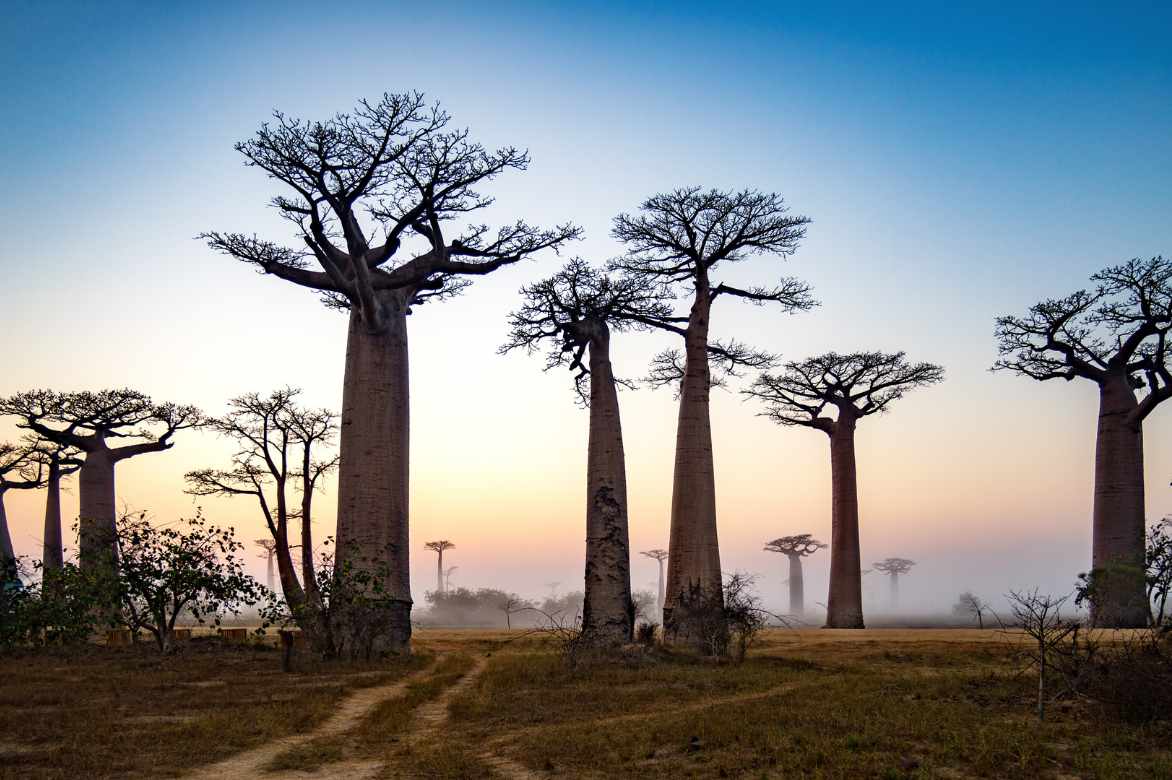 plantation du baobab