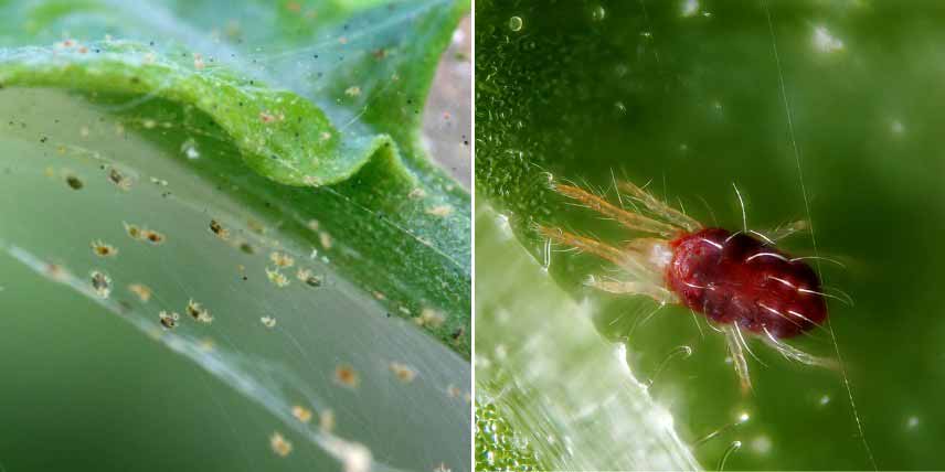 Maladies et parasites du Buddleia : araignées rouges