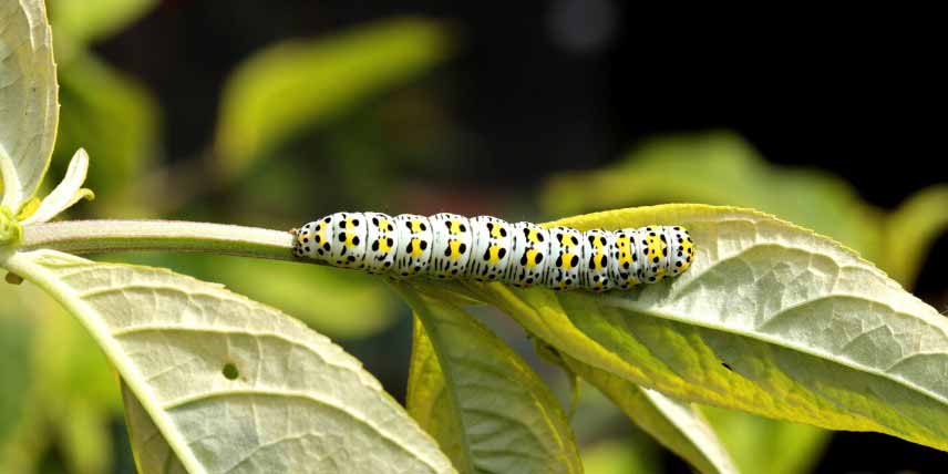 Maladies et parasites du Buddleia : chenilles