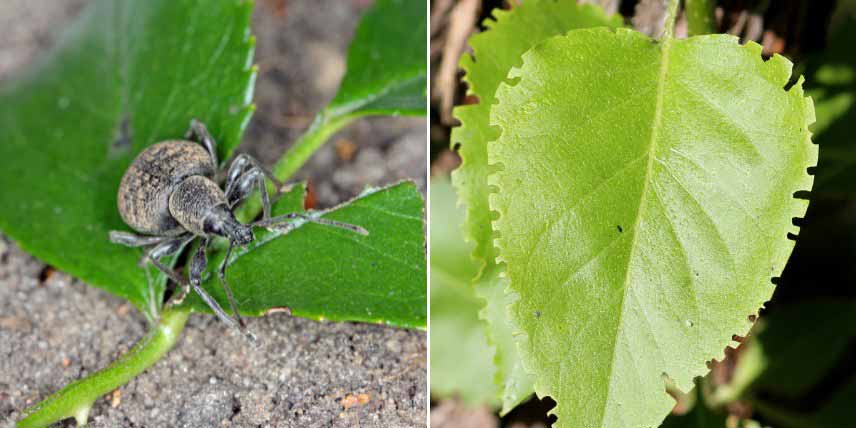 Maladies et parasites du Buddleia : otiorhynques