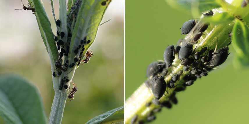 Maladies et parasites du Buddleia : pucerons