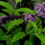 Les maladies et parasites du Buddleia - Arbre aux papillons