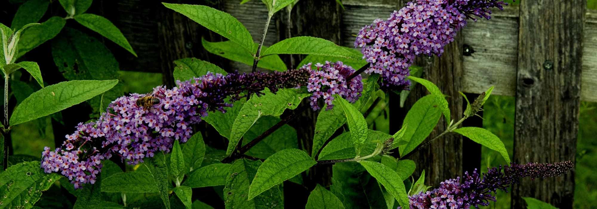Les maladies et parasites de l'Arbre aux papillons