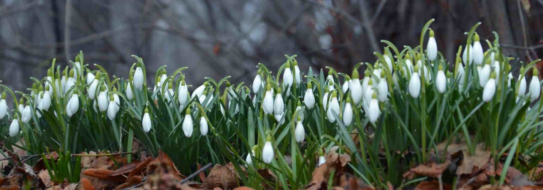 Jardin : ces fleurs d'hiver qui annoncent le printemps