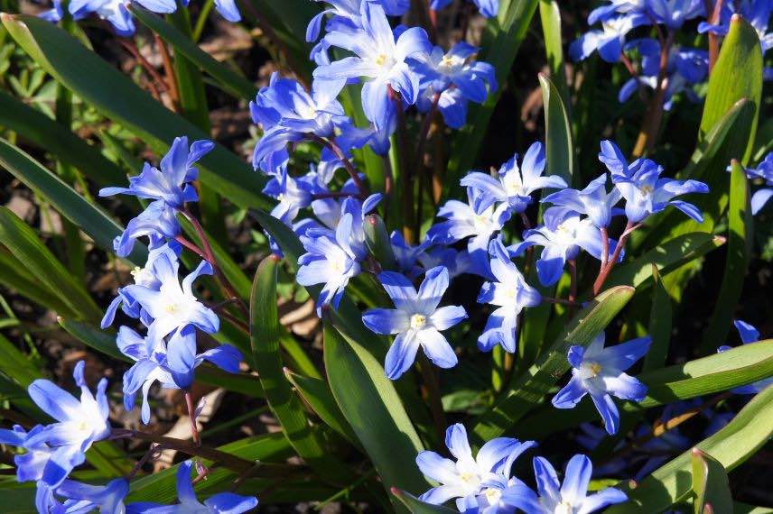 Chionodoxa