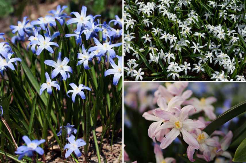 fleurs de fin d hiver, bulbes fleuris floraison en mars