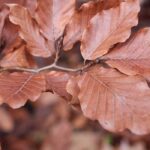 Choisir un hêtre pour son jardin