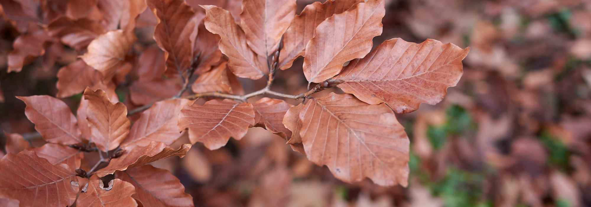 Choisir un hêtre pour son jardin