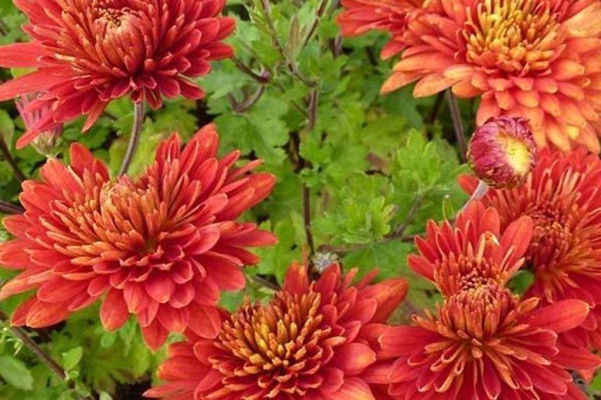 chrysantheme des jardins