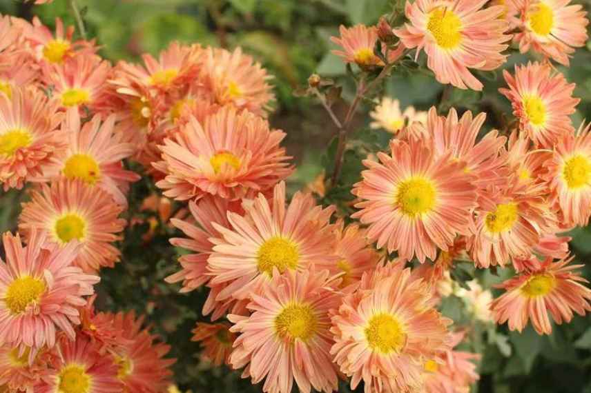 Chrysantheme orange