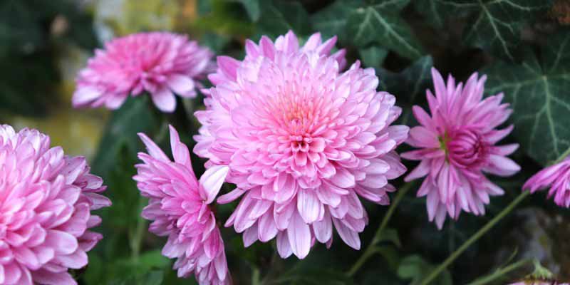 La floraison rose du chrysanthème 'Orchid Helen'