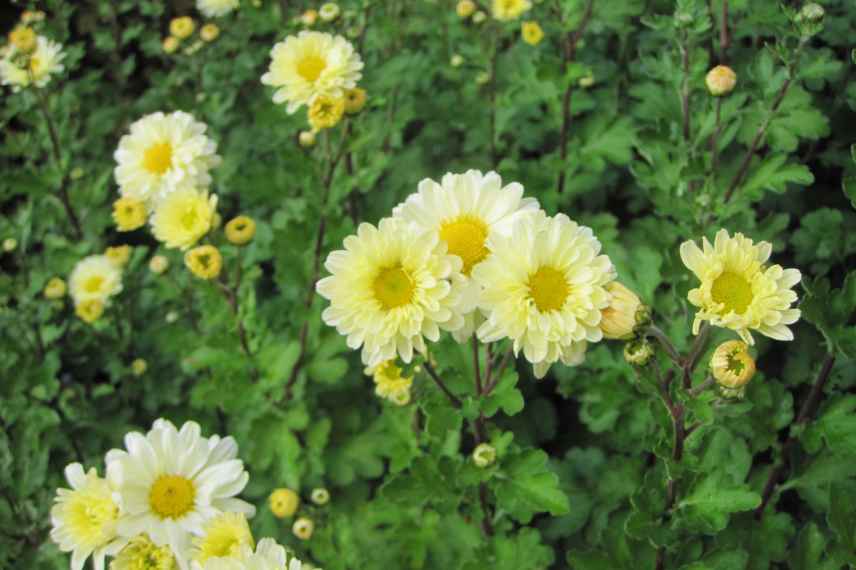 chrysantheme jaune, Chrysantheme Poesie