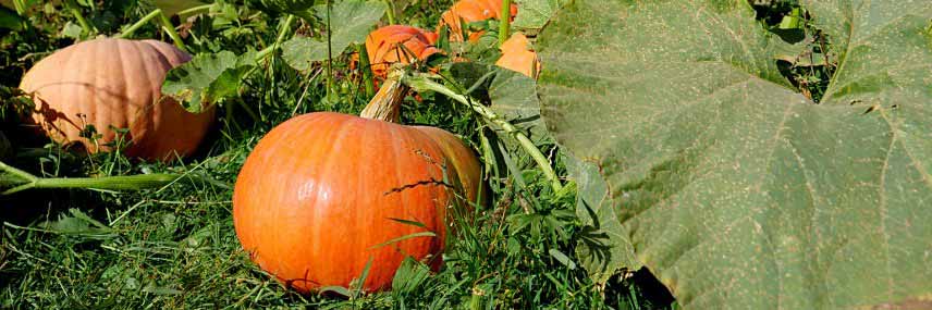 Culture et récolte des citrouilles pour Halloween