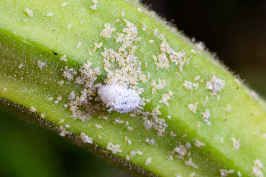 maladies parasites cycas