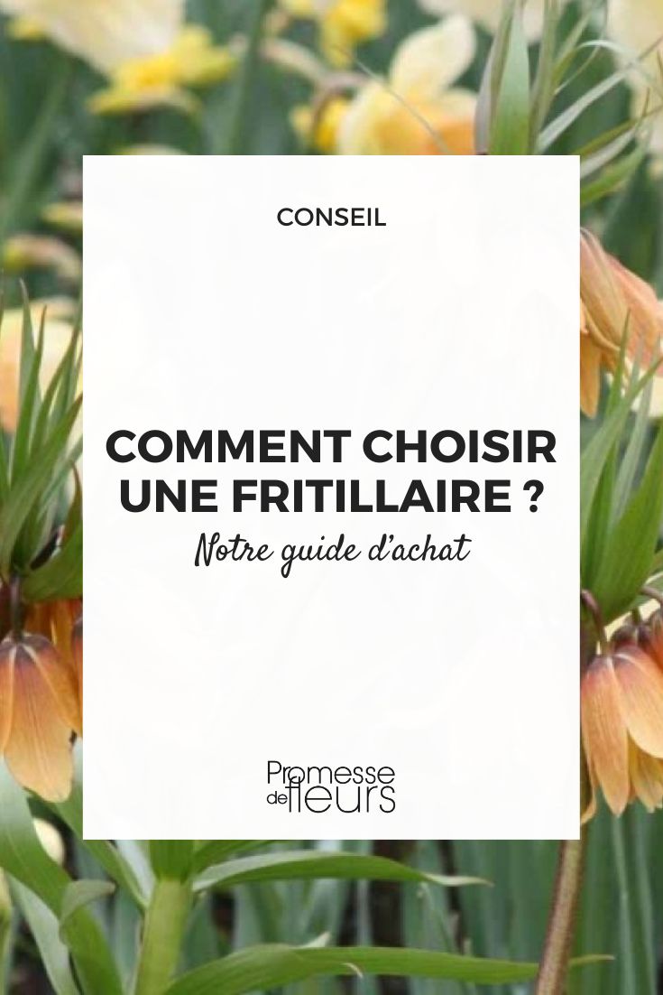 guide d'achat pour les Fritillarias