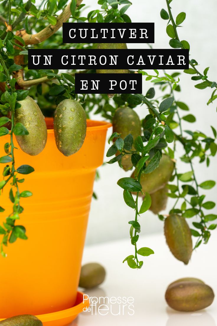 Le Citron Caviar ou Citron Perle