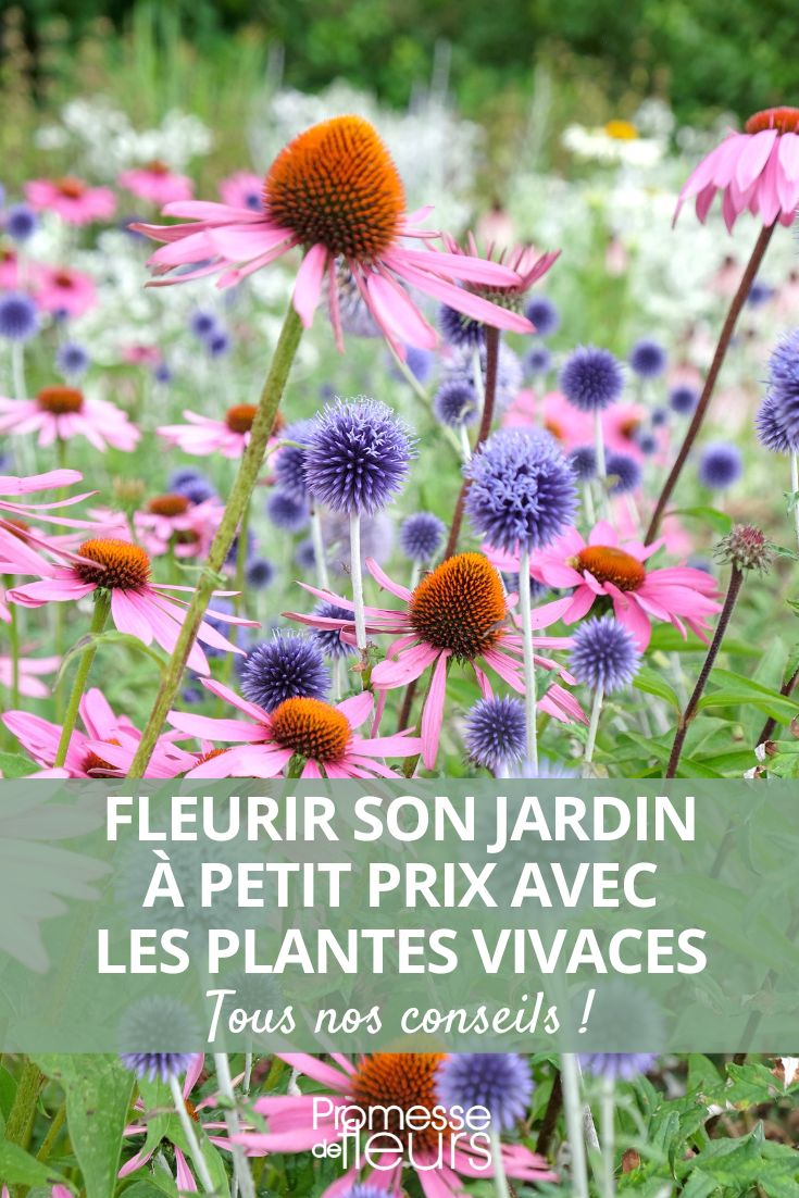 Comment et quand planter des vivaces au jardin