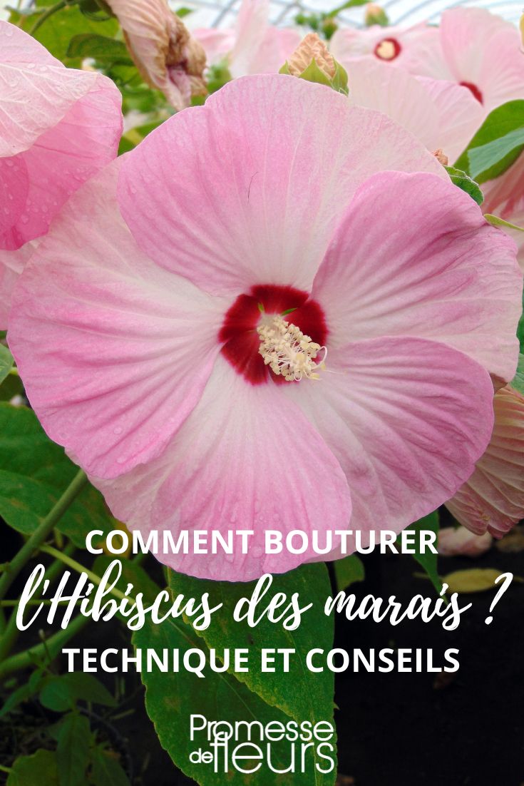 Comment faire des boutures d'Hibiscus des marais à l'étouffée ?