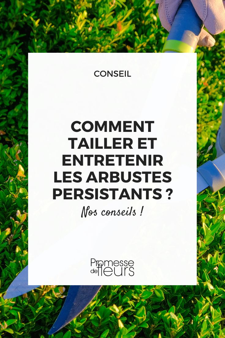 Les bons gestes pour tailler et entretenir les arbustes persistants