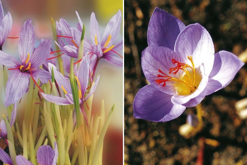 Crocus d'automne