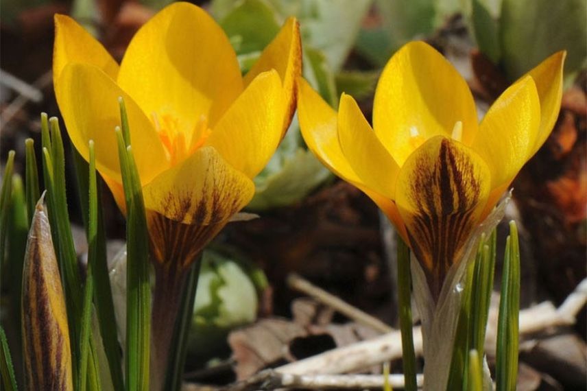 fleurs de printemps