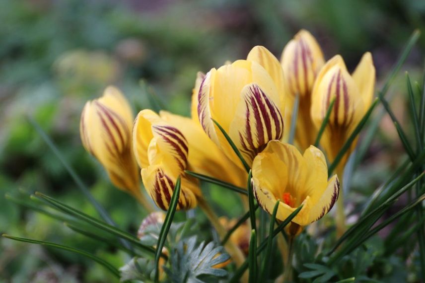 fleurs jaunes