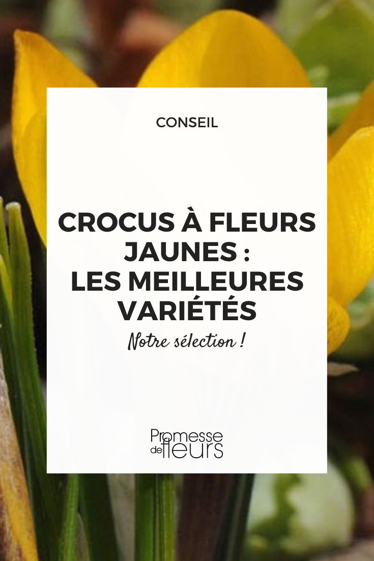 Crocus chrysanthus var. fuscotinctus