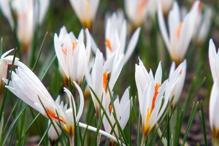 fleurs de printemps