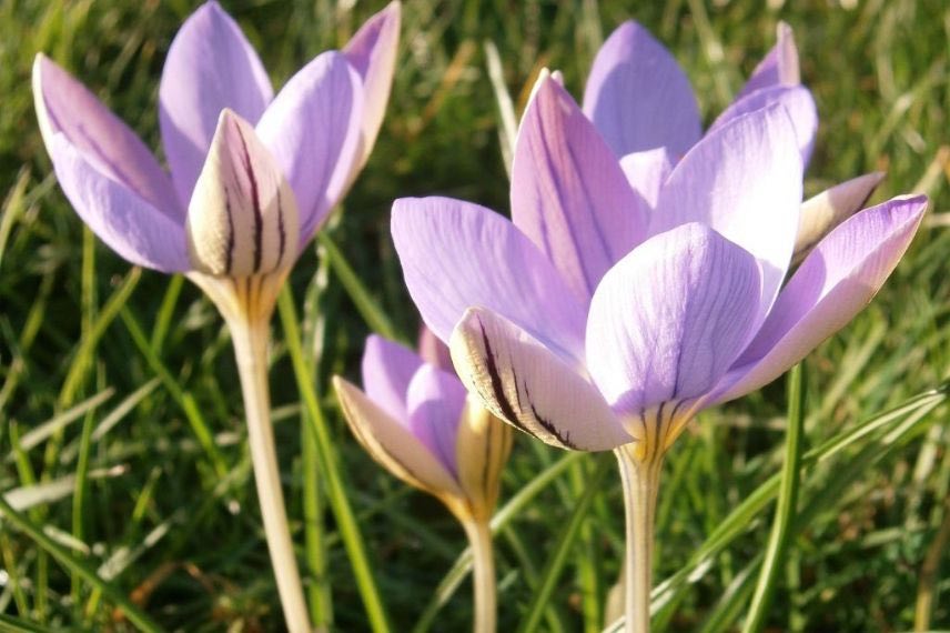 fleurs de printemps