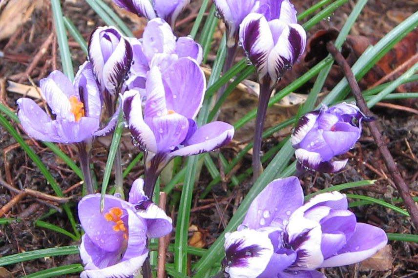 crocus de printemps