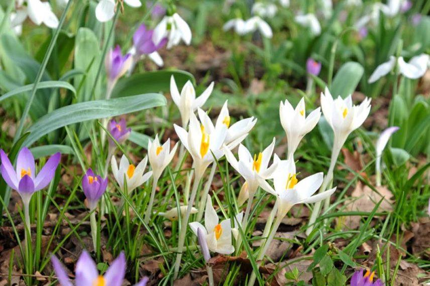 Crocus de printemps