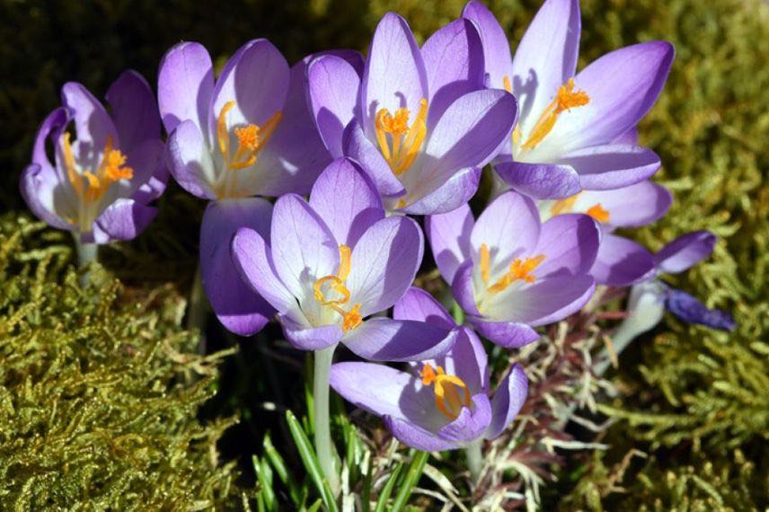 Crocus