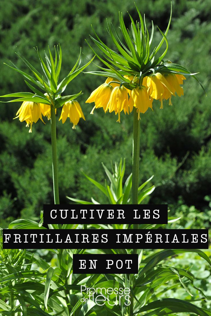 culture des Fritillaria imperialis