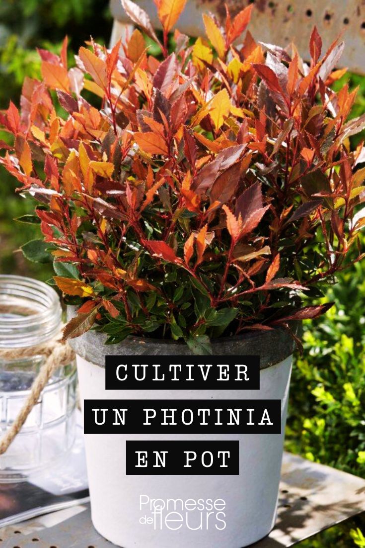 conseils pour la culture du photinia