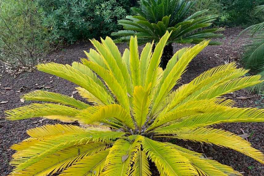 cycas jauni maladie parasite