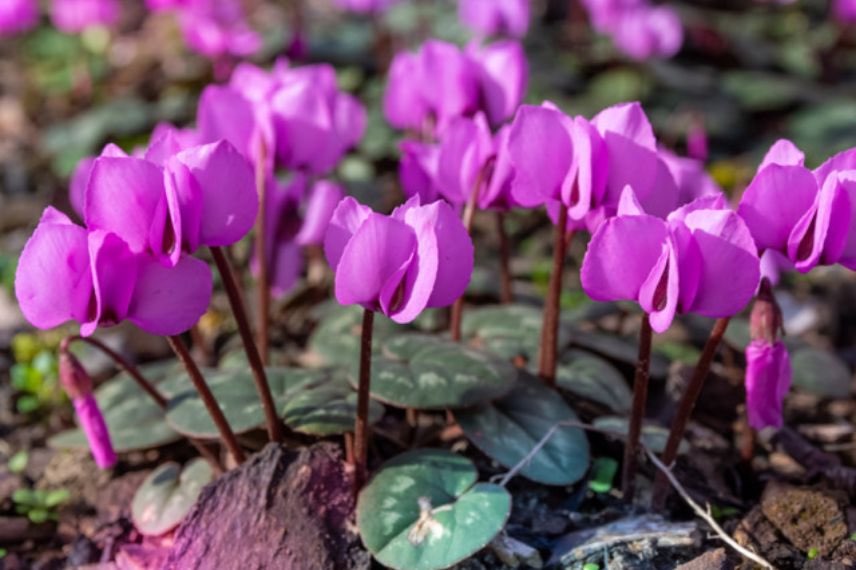 cyclamen