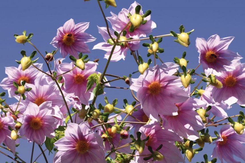 Dahlia imperialis