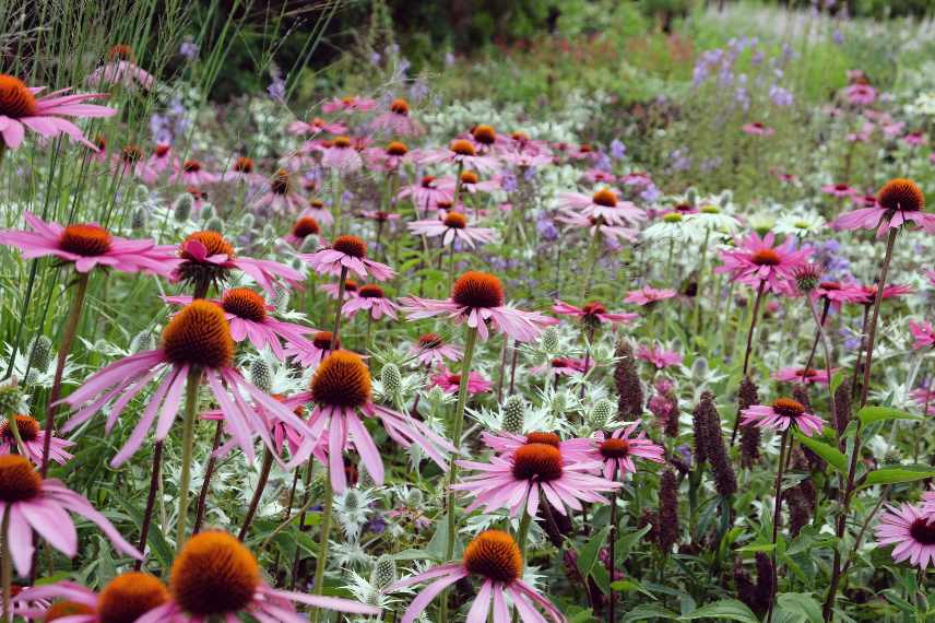 jardin fleuri a pas cher