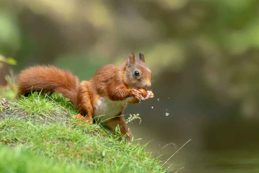 Sciurus vulgaris, ecureuil