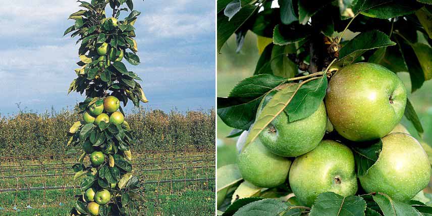 Fruitiers colonnaires pour petits jardins : pommier 'Amboise'