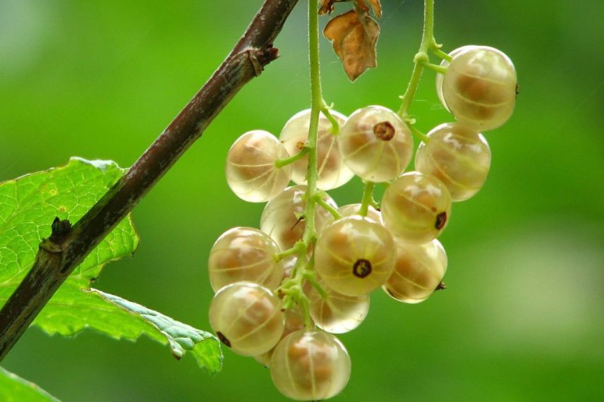 petits fruits fruitier