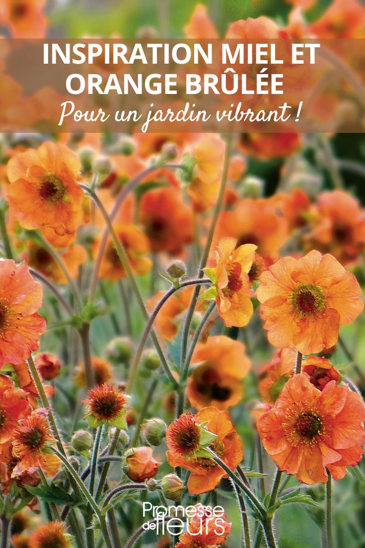 tendance coloris orange jardin