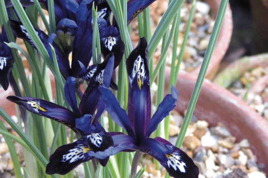 Iris reticulata 